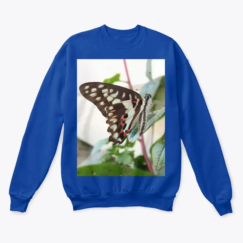 Butterfly design 